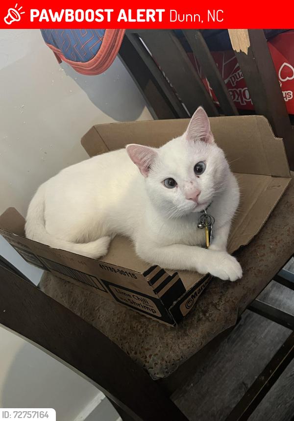 Lost Male Cat last seen Edna John court, Dunn, NC 28334