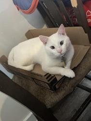 Lost Male Cat last seen Edna John court, Dunn, NC 28334
