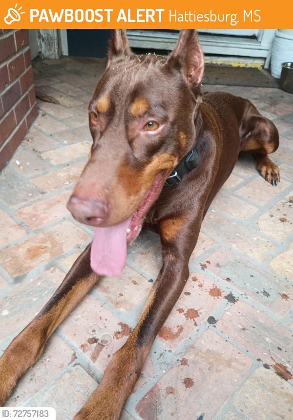 Found/Stray Male Dog last seen Parker road, Hattiesburg, MS 39402