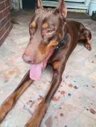 Found/Stray Male Dog last seen Parker road, Hattiesburg, MS 39402