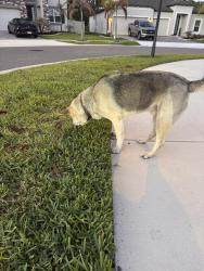 Found/Stray Male Dog last seen Berry Grove Neighborhood , Wimauma, FL 33598