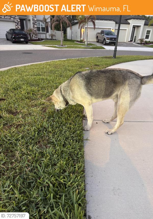 Found/Stray Male Dog last seen Berry Grove Neighborhood , Wimauma, FL 33598