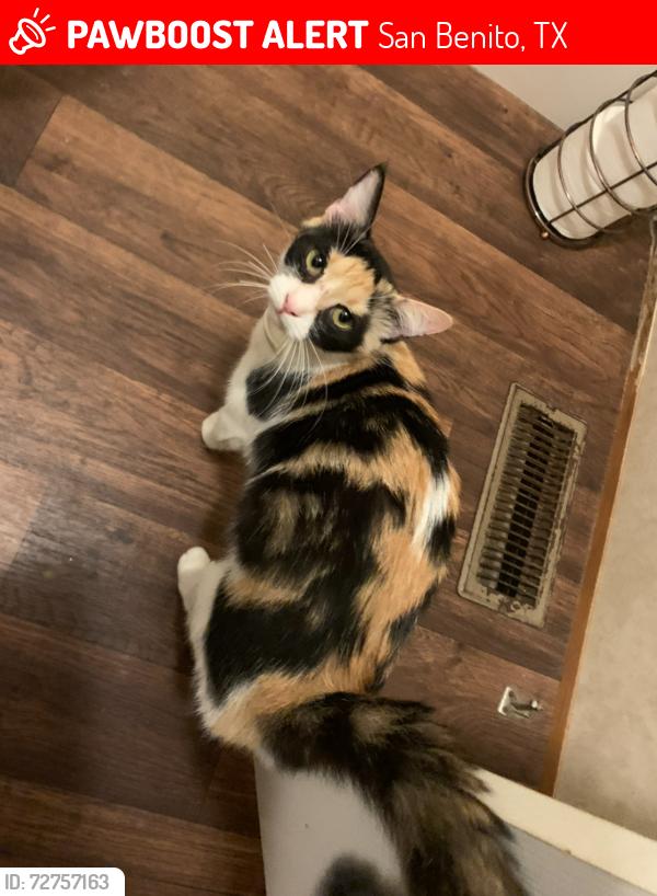 Lost Female Cat last seen Leal Road, San Benito, TX 78586