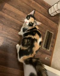 Lost Female Cat last seen Leal Road, San Benito, TX 78586