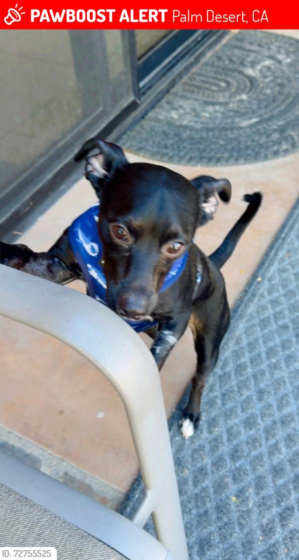Lost Male Dog last seen Near willow street unit 4 palmdesert ca 92260, Palm Desert, CA 92260