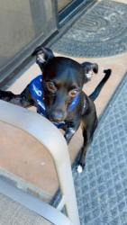 Lost Male Dog last seen Near willow street unit 4 palmdesert ca 92260, Palm Desert, CA 92260
