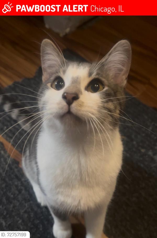 Lost Male Cat last seen N Austin Av & Grace St, Chicago, IL 60641