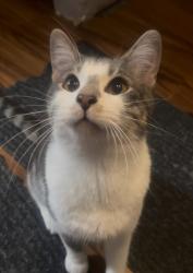 Lost Male Cat last seen N Austin Av & Grace St, Chicago, IL 60641