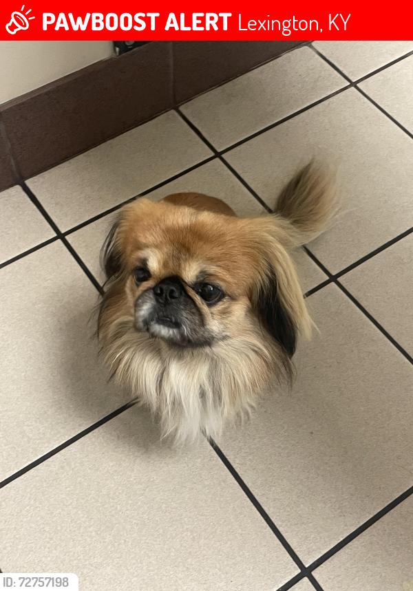 Lost Male Dog last seen Escaped backyard fence in Rabbit Run, Lexington, KY 40503