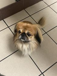 Lost Male Dog last seen Escaped backyard fence in Rabbit Run, Lexington, KY 40503