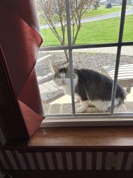 Found/Stray Female Cat last seen Folk Rd, Mertztown, PA 19539