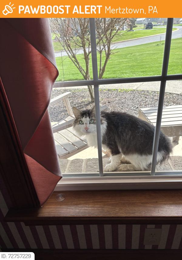 Found/Stray Female Cat last seen Folk Rd, Mertztown, PA 19539