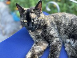 Lost Female Cat last seen Gordon woods rd, Wilmington, NC 28411