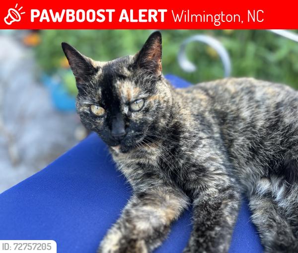 Lost Female Cat last seen Gordon woods rd, Wilmington, NC 28411