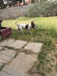 Found/Stray Male Dog last seen Monroe ave and gateway south blvd, El Paso, TX 79930