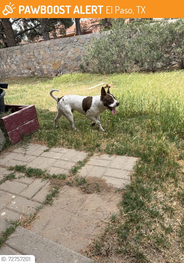 Found/Stray Male Dog last seen Monroe ave and gateway south blvd, El Paso, TX 79930