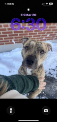 Lost Male Dog last seen Glenway Avenue , Cincinnati, OH 45238