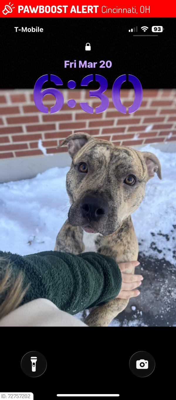 Lost Male Dog last seen Glenway Avenue , Cincinnati, OH 45238