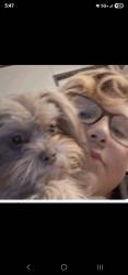 Lost Female Dog last seen Near jeb stuart richmond tx 77469, Richmond, TX 77469