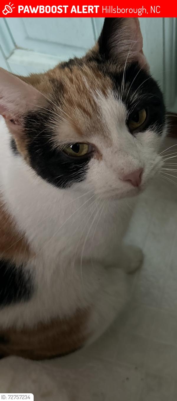 Lost Female Cat last seen Churton Grove Blvd, Hillsborough, NC 27278