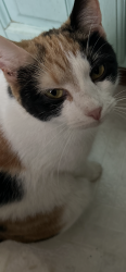 Lost Female Cat last seen Churton Grove Blvd, Hillsborough, NC 27278