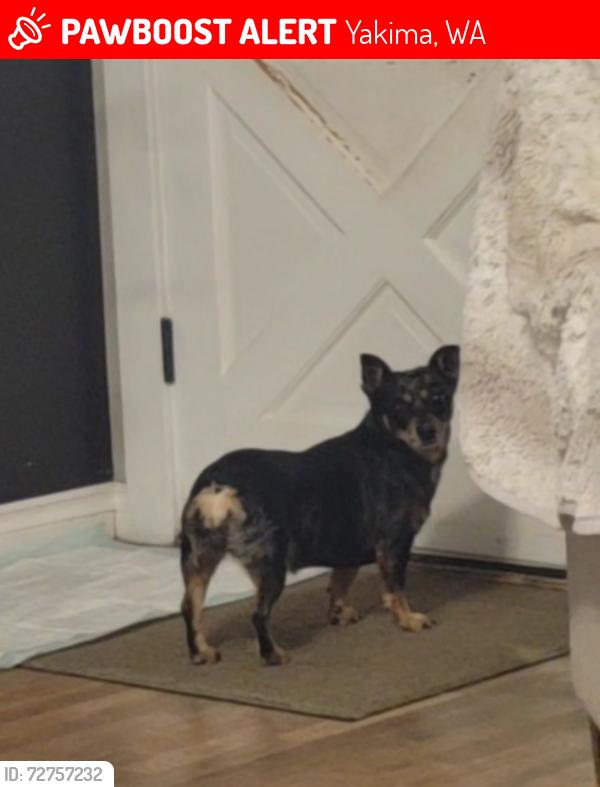 Lost Female Dog last seen By Antojitos on 36th and Summitview , Yakima, WA 98902
