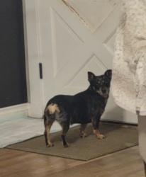 Lost Female Dog last seen By Antojitos on 36th and Summitview , Yakima, WA 98902