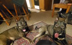 Found/Stray Female Dog last seen Lake Limerick, Shelton, WA 98584