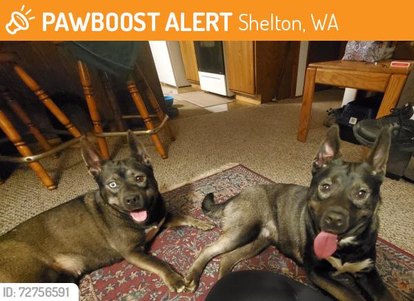 Found/Stray Female Dog last seen Lake Limerick, Shelton, WA 98584