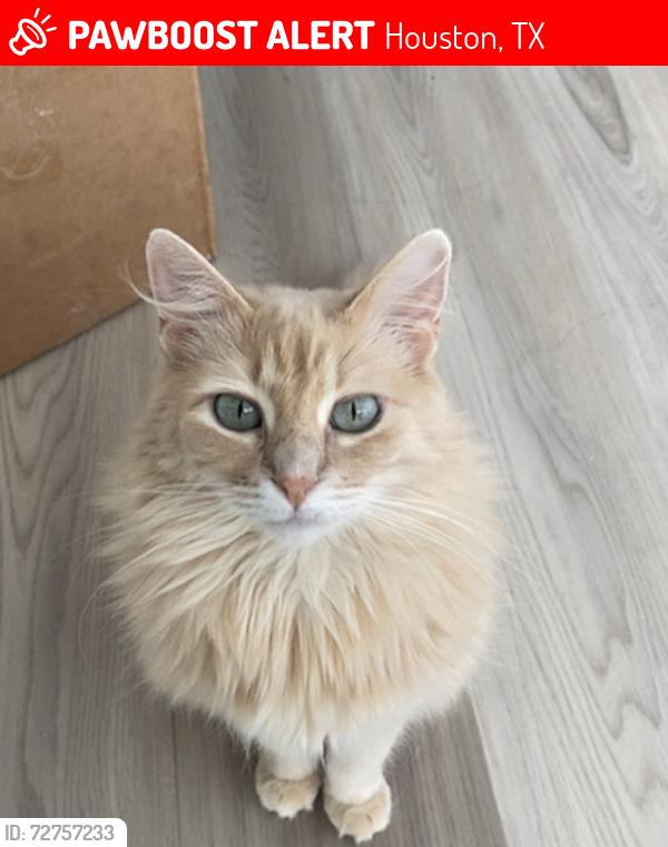 Lost Female Cat last seen Houston Chinese Church, Houston, TX 77025