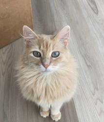 Lost Female Cat last seen Houston Chinese Church, Houston, TX 77025