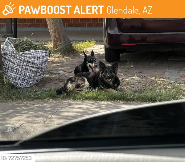 Found/Stray Unknown Dog last seen 47th ave & Marlette , Glendale, AZ 85301