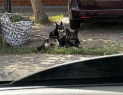 Found/Stray Unknown Dog last seen 47th ave & Marlette , Glendale, AZ 85301