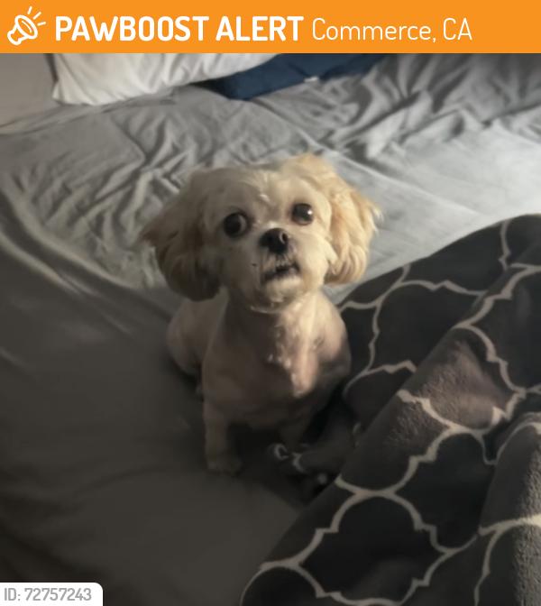 Found/Stray Female Dog last seen Everington street, Commerce, CA 90040