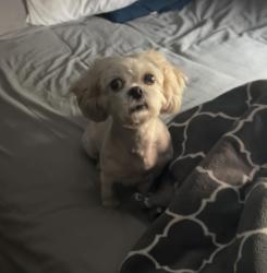 Found/Stray Female Dog last seen Everington street, Commerce, CA 90040