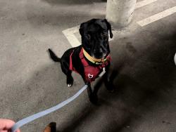 Lost Male Dog last seen Near S Union Ave, Bakersfield, CA 93307, Bakersfield, CA 93307