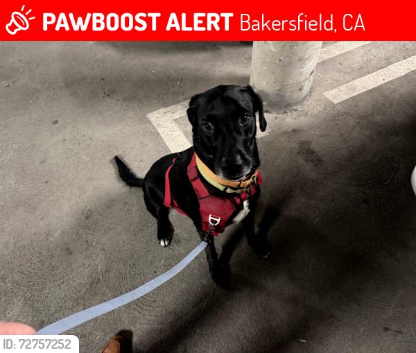 Lost Male Dog last seen Near S Union Ave, Bakersfield, CA 93307, Bakersfield, CA 93307