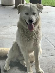 Found/Stray Male Dog last seen Serrano Ranch , Jurupa Valley, CA 91752
