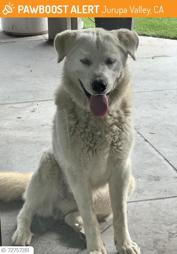 Found/Stray Male Dog last seen Serrano Ranch , Jurupa Valley, CA 91752
