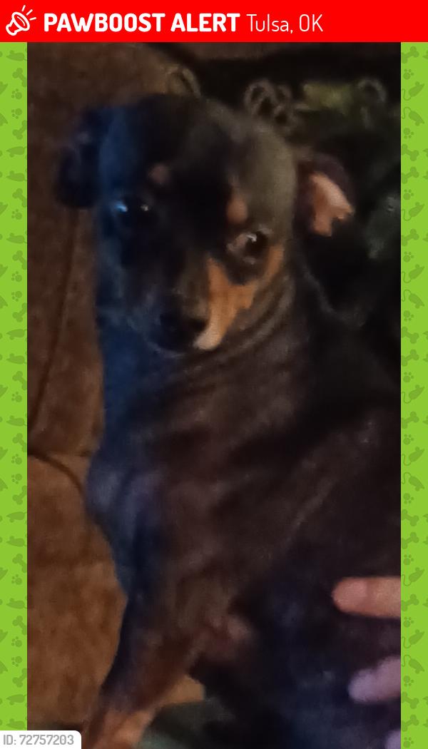 Lost Female Dog last seen 31st and 142nd East Ave , Tulsa, OK 74134