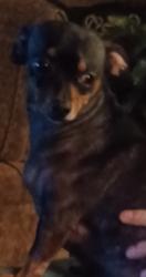 Lost Female Dog last seen 31st and 142nd East Ave , Tulsa, OK 74134