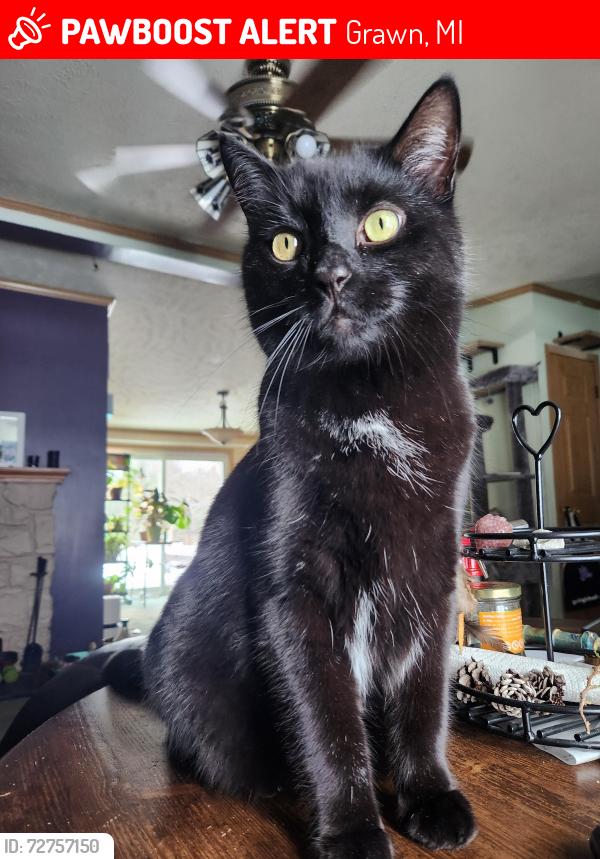 Lost Male Cat last seen Nina Lane in Grawn (Blair twp). Nearest cross streets are Blairtownhall Rd and County Rd 633., Grawn, MI 49637