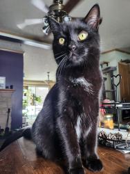Lost Male Cat last seen Nina Lane in Grawn (Blair twp). Nearest cross streets are Blairtownhall Rd and County Rd 633., Grawn, MI 49637