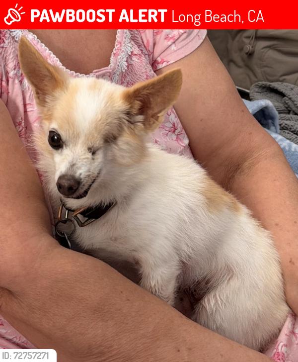 Lost Female Dog last seen 71st Street & Myrtle Ave near Hamilton Middle School, Long Beach, CA 90805