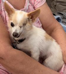 Lost Female Dog last seen 71st Street & Myrtle Ave near Hamilton Middle School, Long Beach, CA 90805