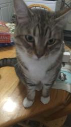 Lost Male Cat last seen Cedar and beach , Manchester, NH 03104