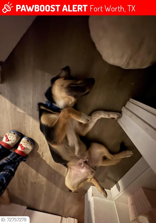 Lost Male Dog last seen Near Malvern St, Fort Worth, TX 76105