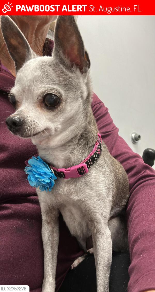 Lost Female Dog last seen Plantation Lake Dr/ Lightsey Rd, St. Augustine, FL 32084