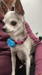 Lost Female Dog last seen Plantation Lake Dr/ Lightsey Rd, St. Augustine, FL 32084