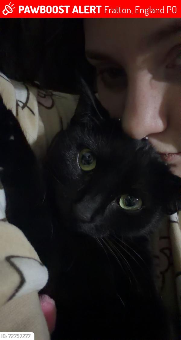 Lost Female Cat last seen St Mary’s church, Fratton, England PO1